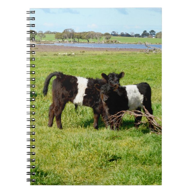 Cuaderno Calvas Galloway con cinturón para bebés, equipo po (Frente)