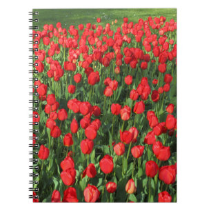 Cuaderno Cama de Tulipanes Rojos 02