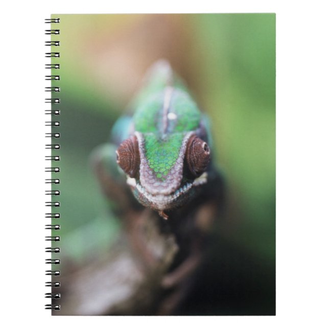 Cuaderno Camaleón pantera de Madagascar con barra roja (Frente)