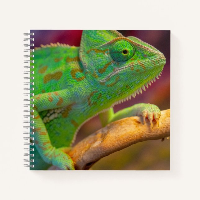 Cuaderno Camaleón Verde (Anverso)