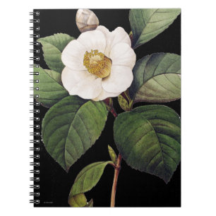 Cuaderno Camelia blanca