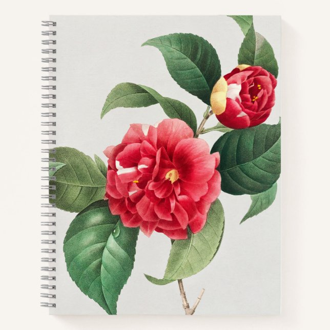 Cuaderno Camelia Variada, Pierre-Joseph Redouté, 1833 (Anverso)