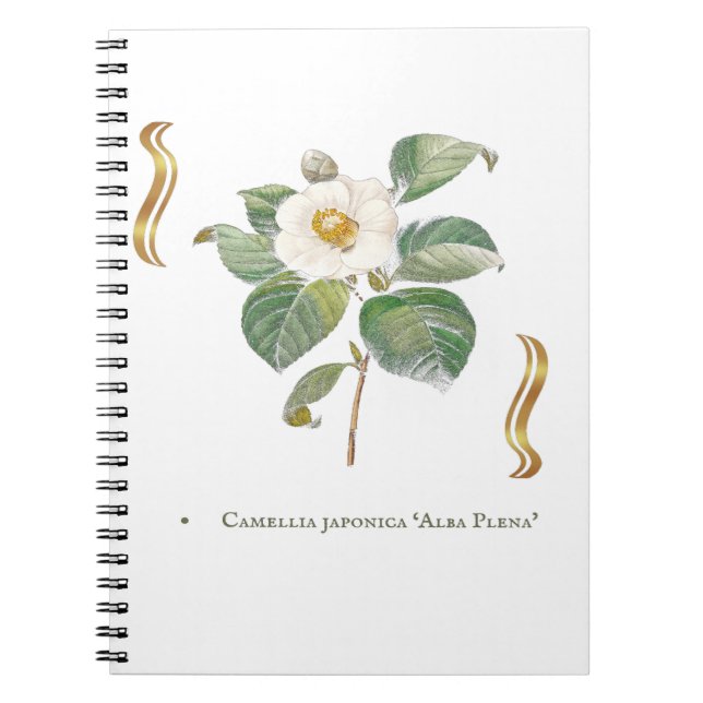 Cuaderno Camellia japonica 'Alba Plena'  (Frente)