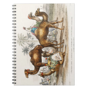 Cuaderno Camello Bactriano, Camello Arábigo O Dromedary, Ca