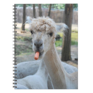 Cuaderno Camello divertido con una zanahoria