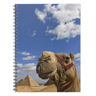 Cuaderno Camello frente a las pirámides de Giza, Egipto,
