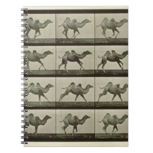 Cuaderno Camello, placa de la "locomoción animal", 1887