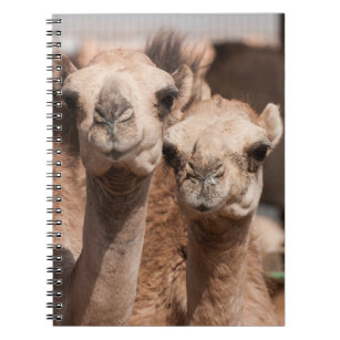 Cuaderno Camellos en el mercado de camellos en Al Ain cerca