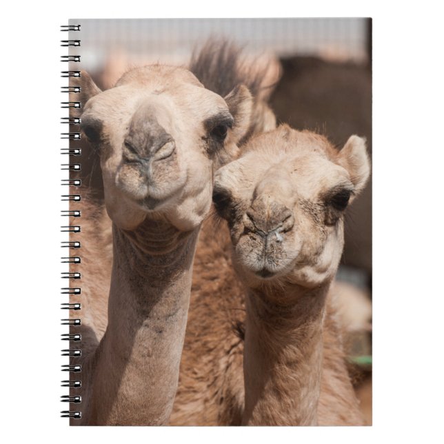 Cuaderno Camellos en el mercado de camellos en Al Ain cerca (Frente)