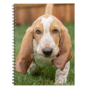 Cuaderno Caminata de cachorros de Basset Houng