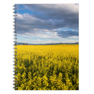 Cuaderno Campo de canola a última luz de la tarde