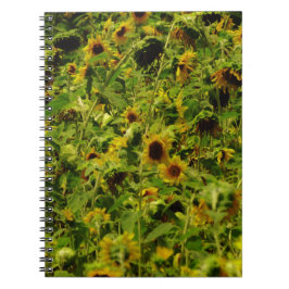 Cuaderno Campo de girasol