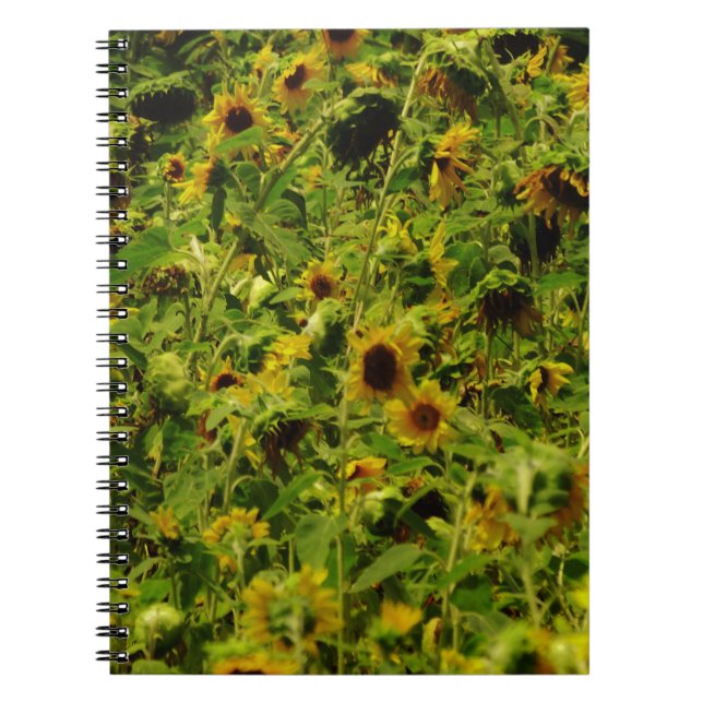 Cuaderno Campo de girasol (Frente)