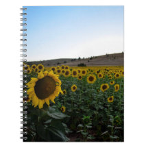 Campo de girasol