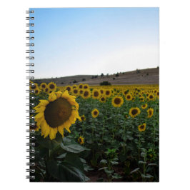 Cuaderno Campo de girasol