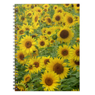 Cuaderno Campo de girasol amarillo