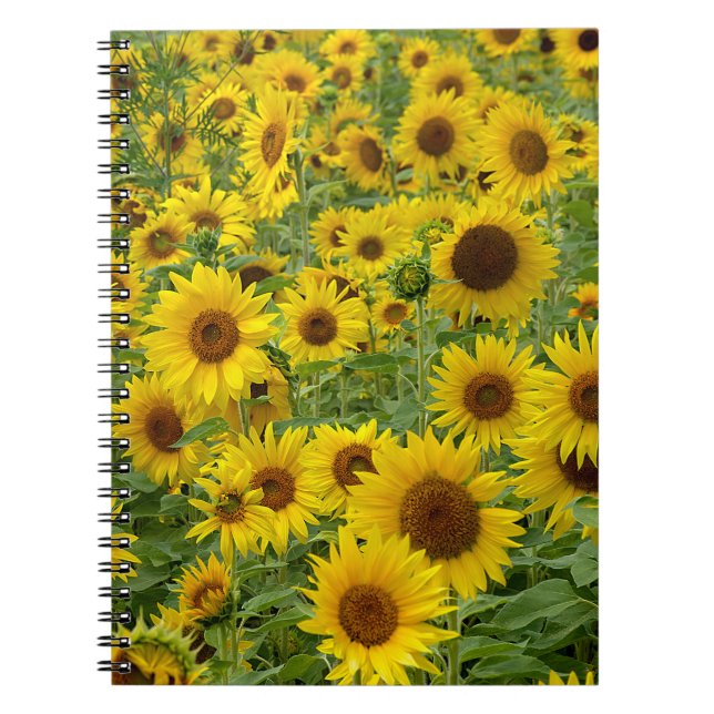 Cuaderno Campo de girasol amarillo (Frente)