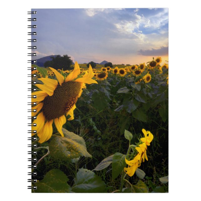 Cuaderno Campo de girasoles florecientes (Frente)