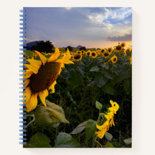 Cuaderno Campo de girasoles florecientes