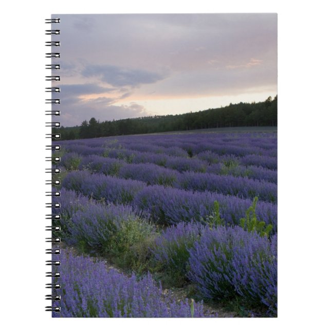 Cuaderno Campo de la lavanda en la puesta del sol (Frente)