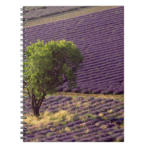 Cuaderno Campo de lavanda en Alta Provenza, Francia