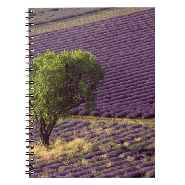Cuaderno Campo de lavanda en Alta Provenza, Francia (Frente)