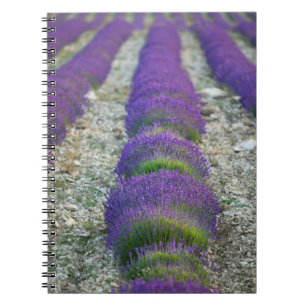 Cuaderno Campo de lavanda, Provenza, Francia