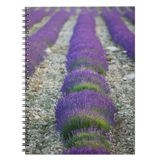 Cuaderno Campo de lavanda, Provenza, Francia (Frente)