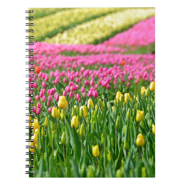 Cuaderno Campos de colores (Frente)