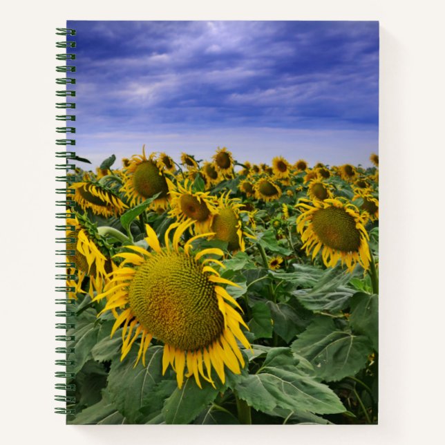 Cuaderno Campos de girasol de California (Anverso)