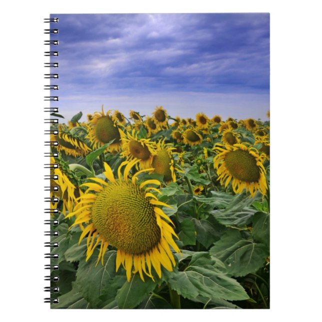 Cuaderno Campos del girasol de California (Frente)