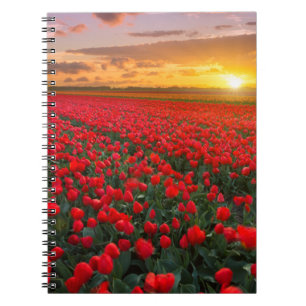 Cuaderno Campos del tulipán en la puesta del sol en los