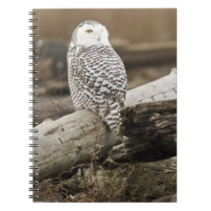 Cuaderno Canadá, Bahía Boundary, Búho Nival