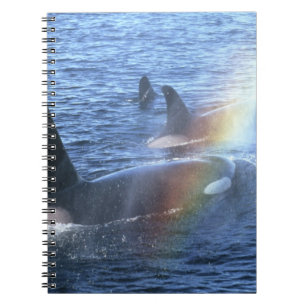Cuaderno Canadá, Columbia Británica, Johnstone Straight