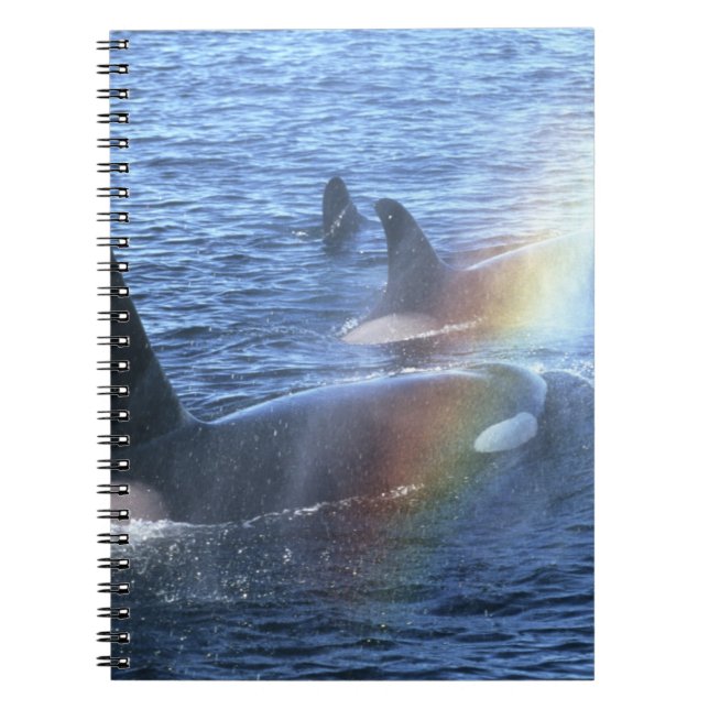 Cuaderno Canadá, Columbia Británica, Johnstone Straight, (Frente)
