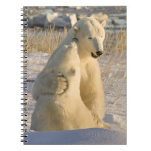 Cuaderno Canadá, Manitoba, bahía de Hudson, Churchill.