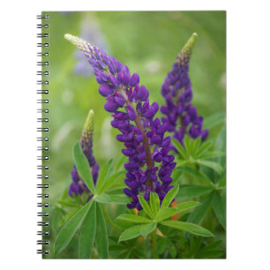 Cuaderno Canadá, Nuevo Brunswick, .