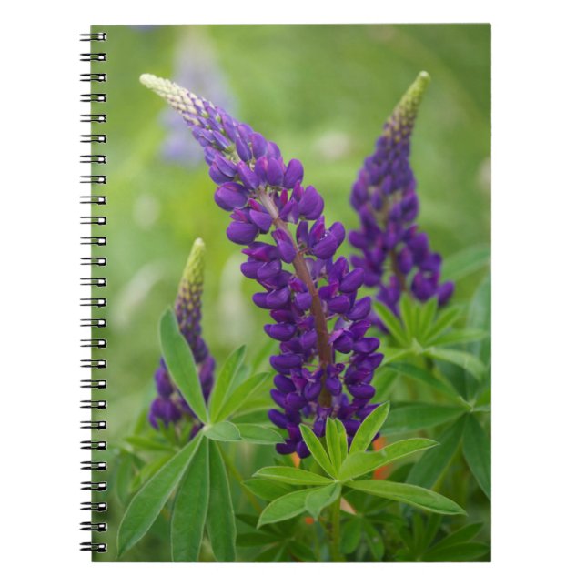 Cuaderno Canadá, Nuevo Brunswick, . (Frente)