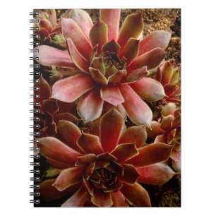 Cuaderno Canadá, . Planta suculenta