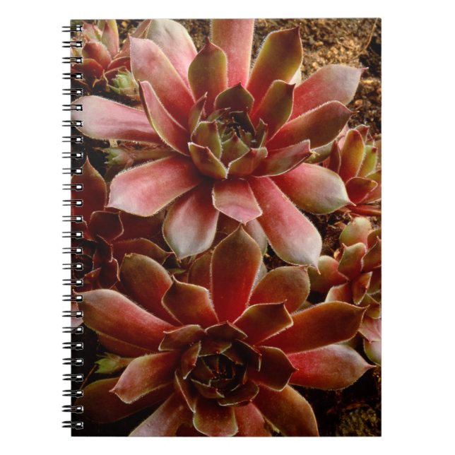 Cuaderno Canadá, . Planta suculenta (Frente)