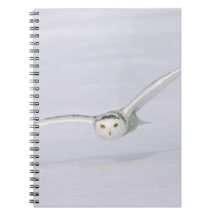 Cuaderno Canadá, Quebec. Búho nival vuela bajo sobre la nie