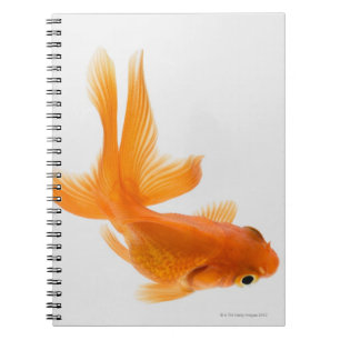 Cuaderno Cangrejo de oro (Carassius auratus) 2