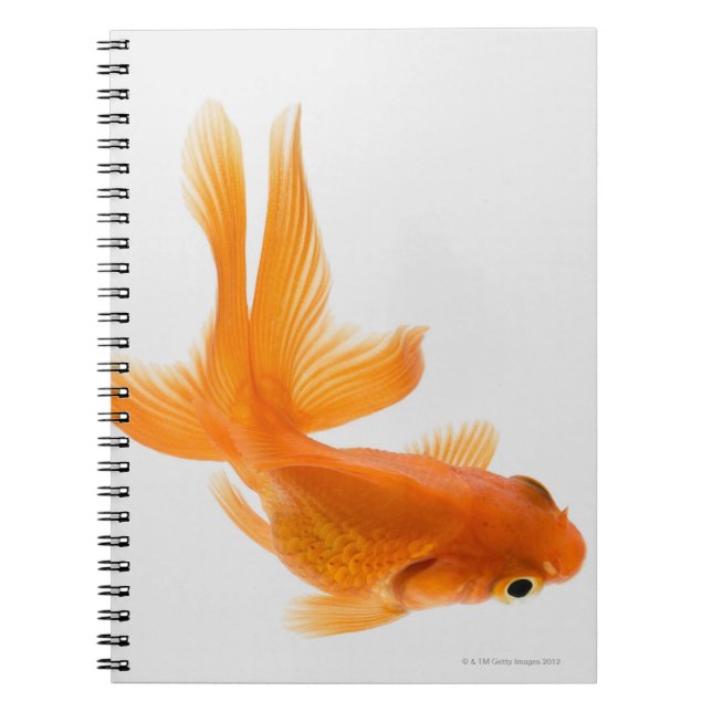 Cuaderno Cangrejo de oro (Carassius auratus) 2 (Frente)