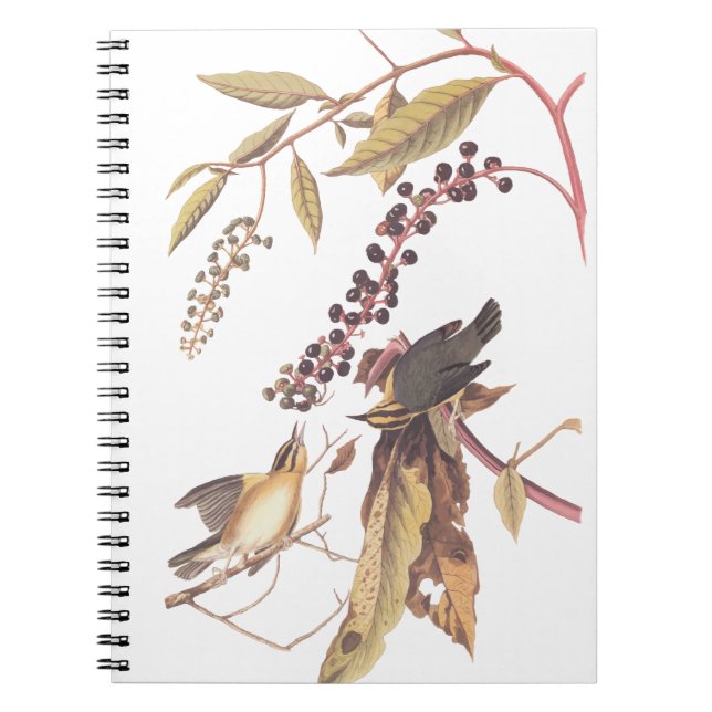 Cuaderno Cangrejo de Warbler Audubon (Frente)