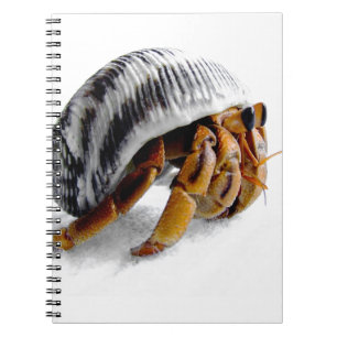 Cuaderno cangrejo ermitaño