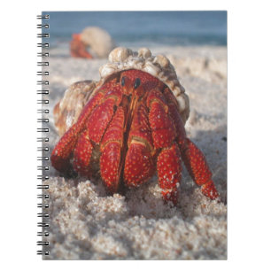 Cuaderno Cangrejo ermitaño fino en playa de arena blanca ce