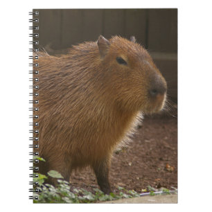 Cuaderno Capibara