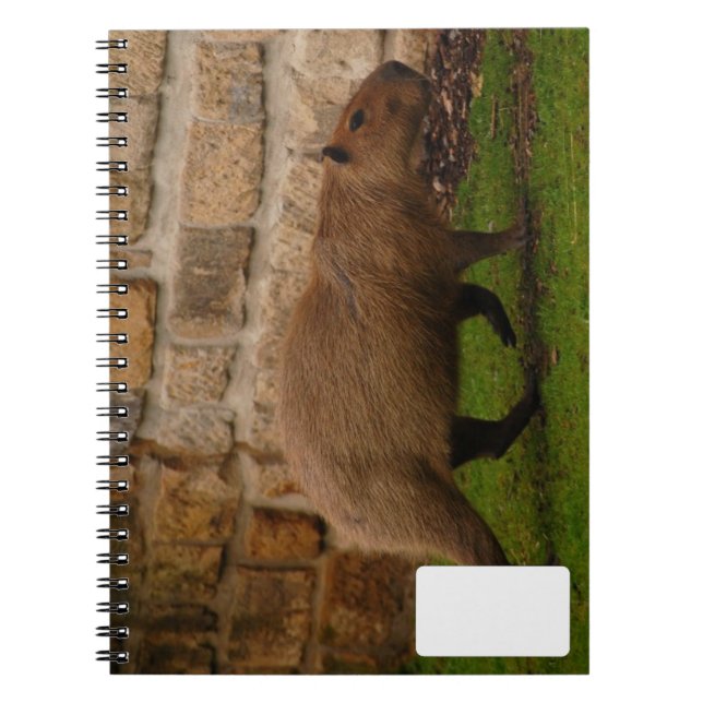 Cuaderno capibaro (Frente)