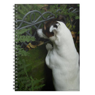 Cuaderno Capo von Oppenheim Jack Russell Terrier, Perro