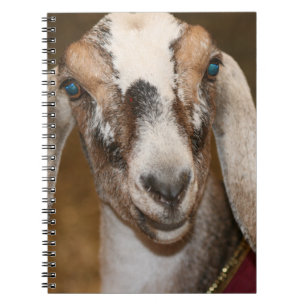 Cuaderno Caprine blanco de la raya de la gama de la cabra